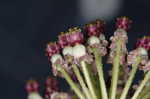 Longleaf milkweed